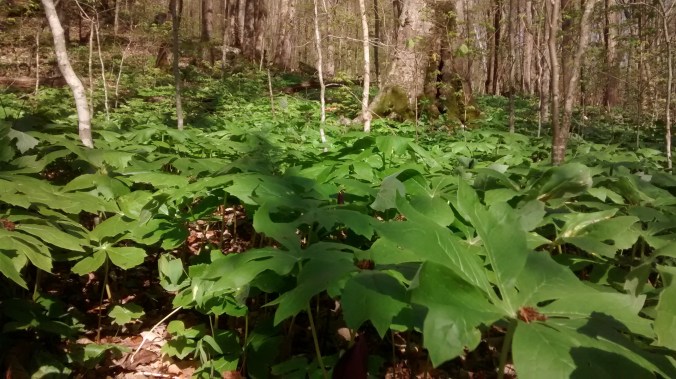 Mayapples