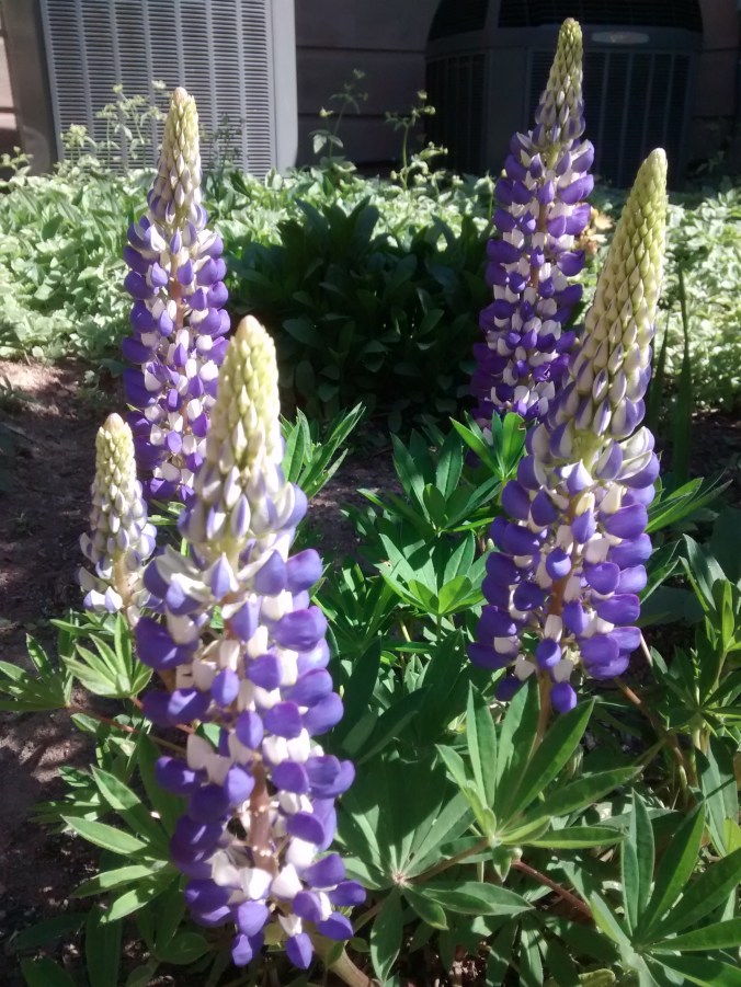 IMG_20150524_163143391