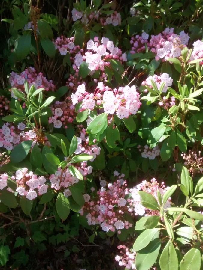 IMG_20150524_163611869