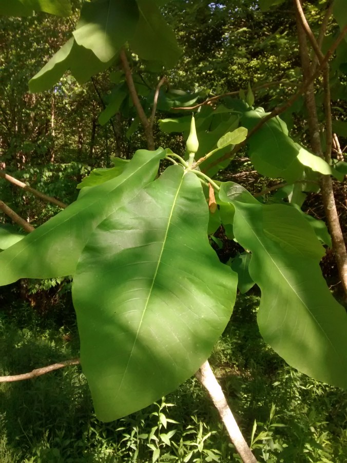 IMG_20150524_165422019