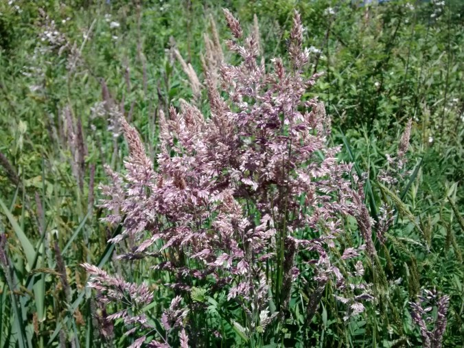 IMG_20150525_151028114