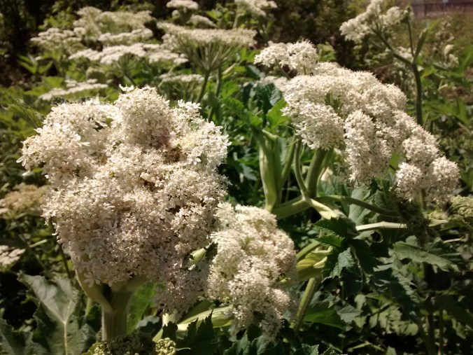 IMG_20150525_151403186