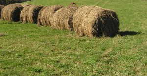 Hay!