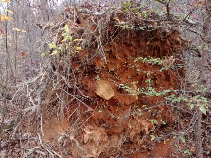 IMG_20151121_141125581